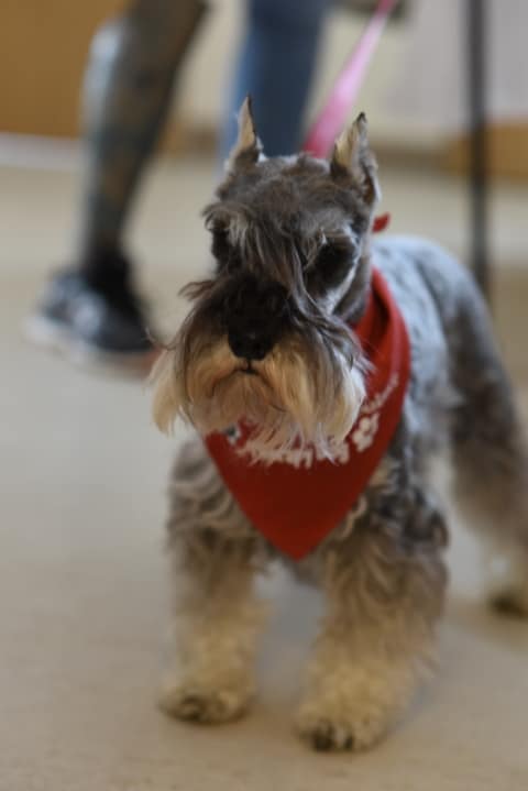 Photo of Barb's therapy dog, Ziggy